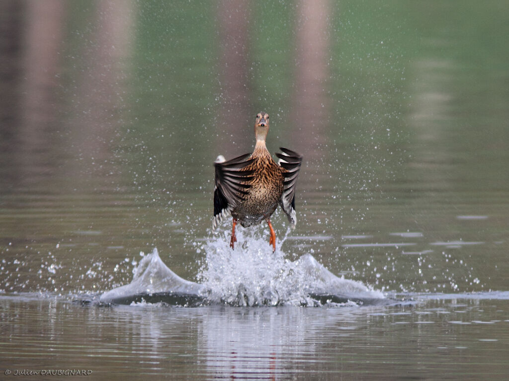 Canard colvert femelle, Vol