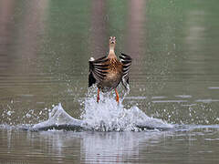 Canard colvert