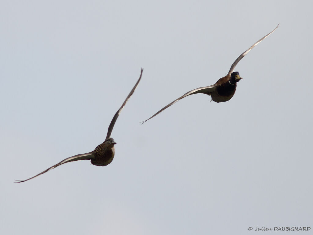 Mallardadult, Flight