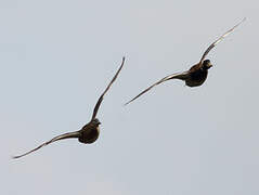 Canard colvert