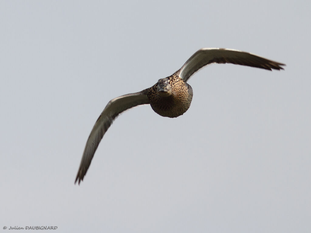 Mallard female, identification