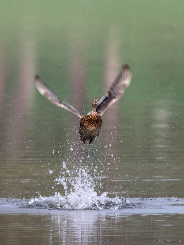 Canard colvert femelle, Vol