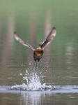 Canard colvert