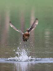 Canard colvert