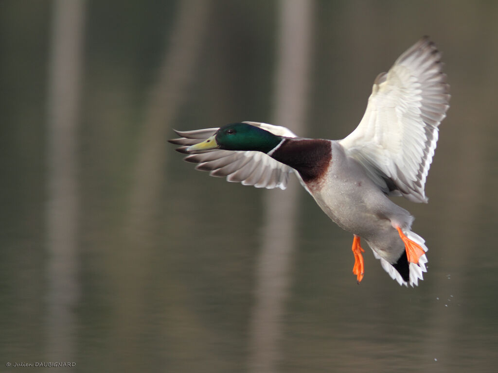 Canard colvert mâle, Vol