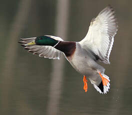 Canard colvert