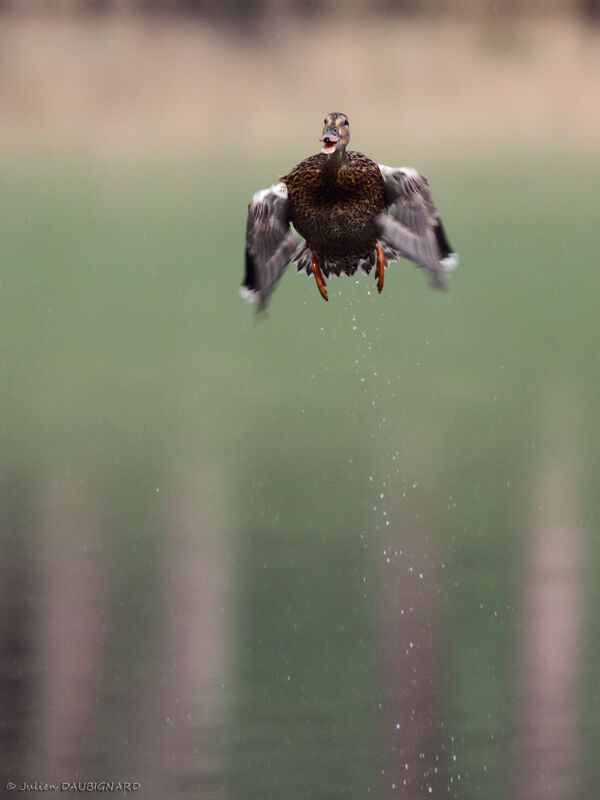 Canard colvert femelle, Vol