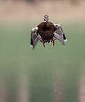 Canard colvert