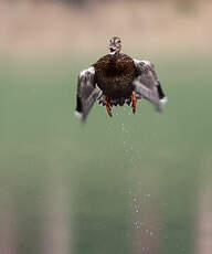 Canard colvert