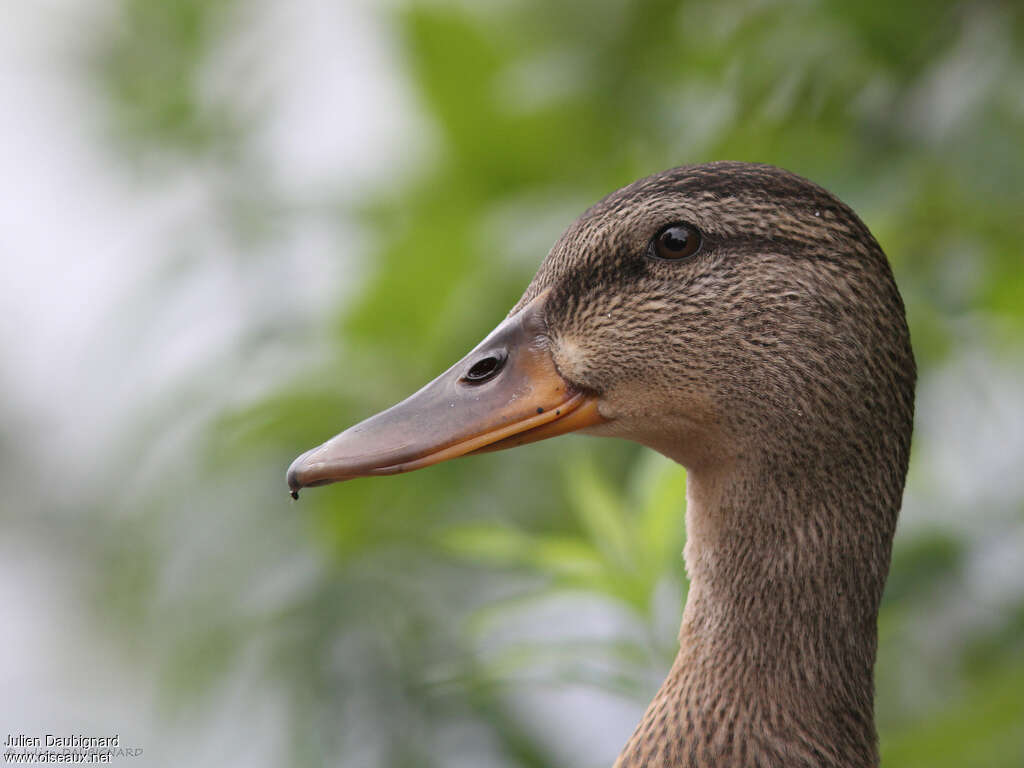 Mallard female adult, close-up portrait