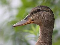 Canard colvert