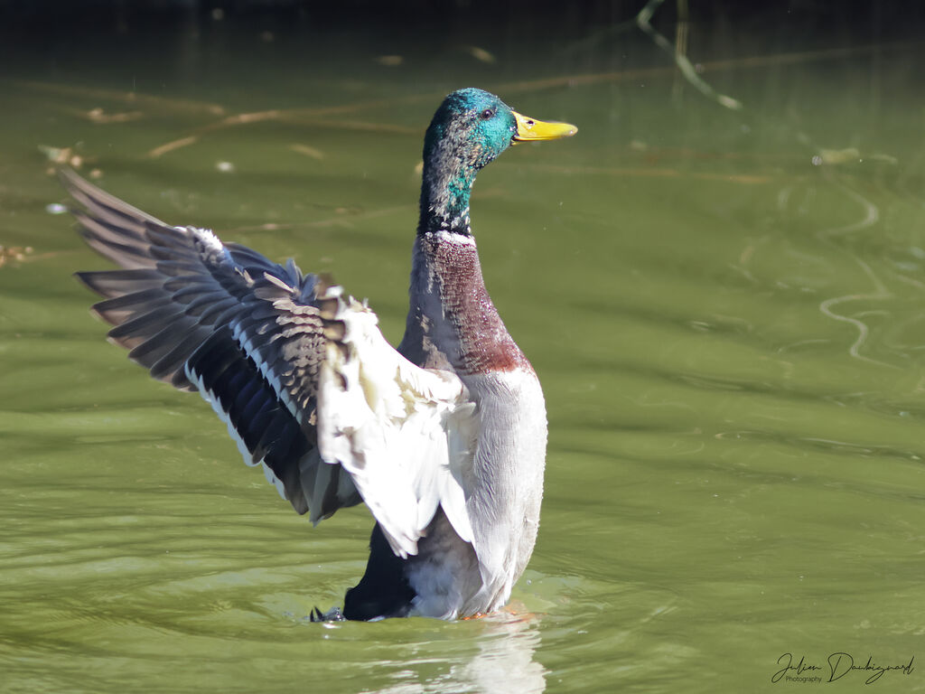 Canard colvert