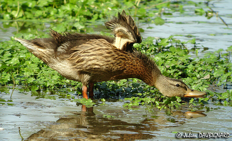 Canard colvert