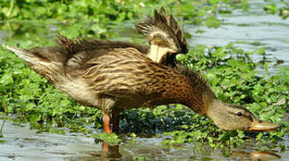 Canard colvert