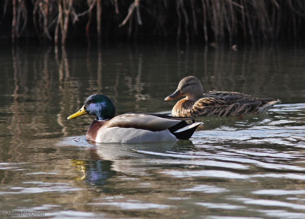 Canard colvert, identification