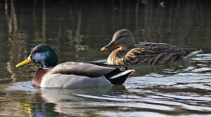 Canard colvert