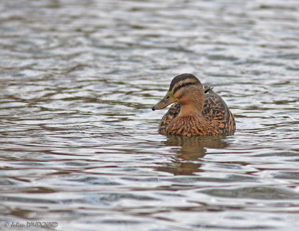 Canard colvert femelle, identification