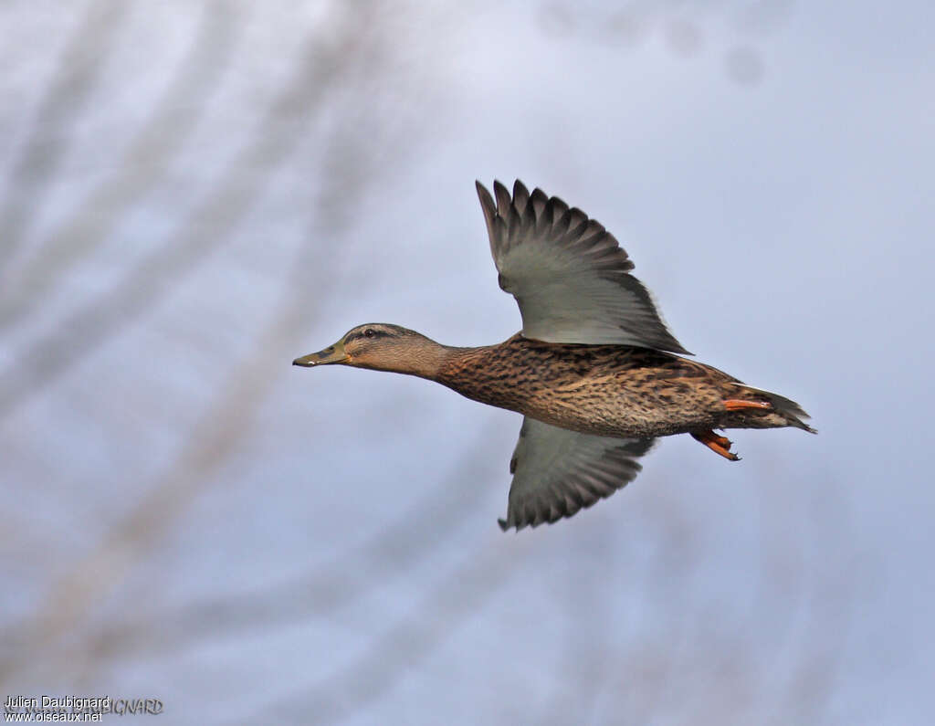 Canard colvert femelle adulte, Vol