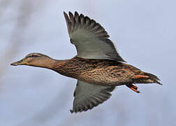 Canard colvert