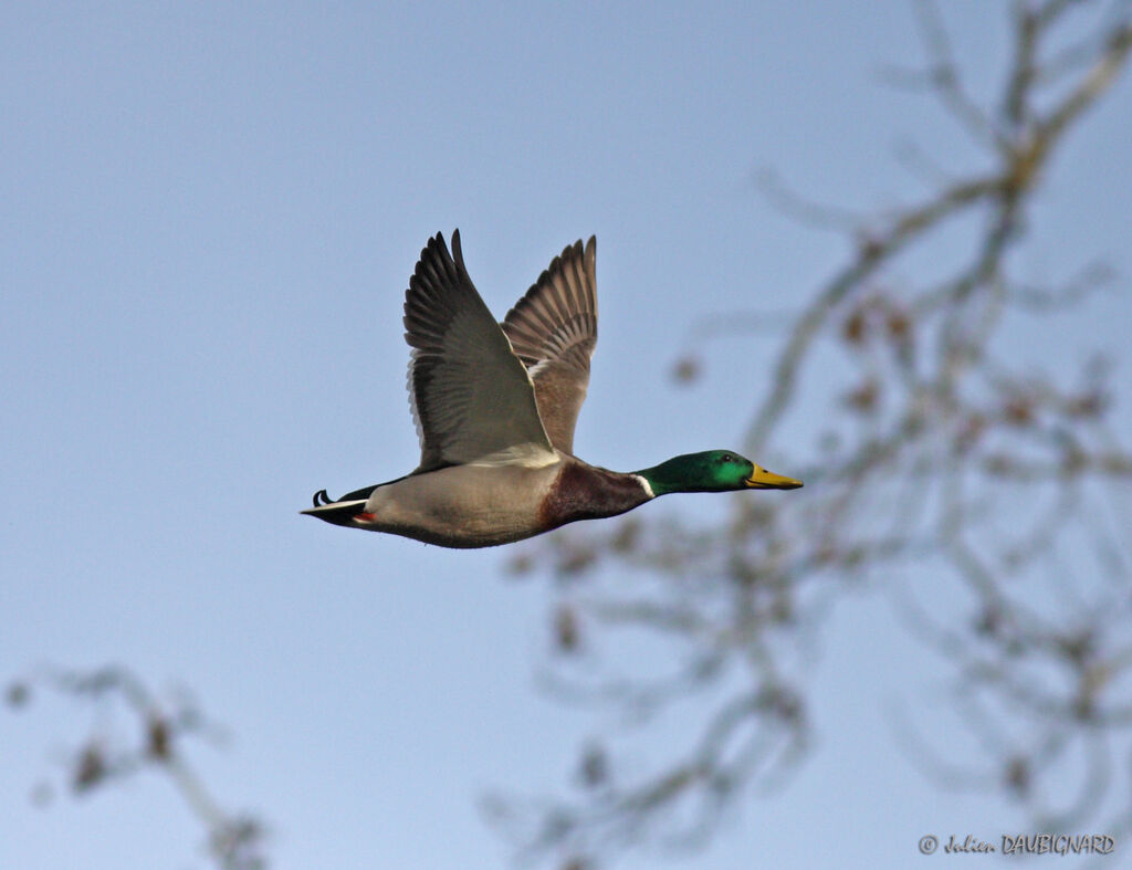 Canard colvert mâle, Vol