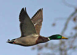 Canard colvert