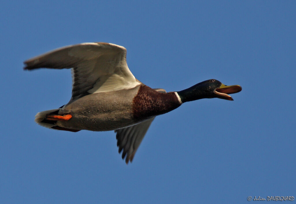 Canard colvert mâle, Vol