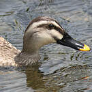 Canard de Chine