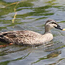 Canard de Chine