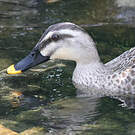 Canard de Chine