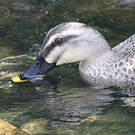 Canard de Chine