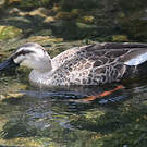 Canard de Chine