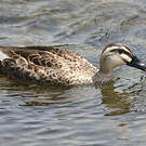Canard de Chine
