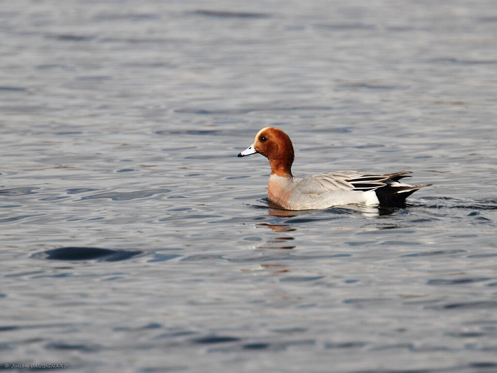 Canard siffleur mâle adulte, identification