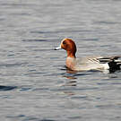 Canard siffleur