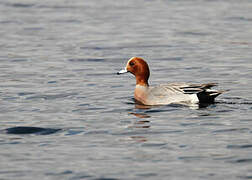 Eurasian Wigeon