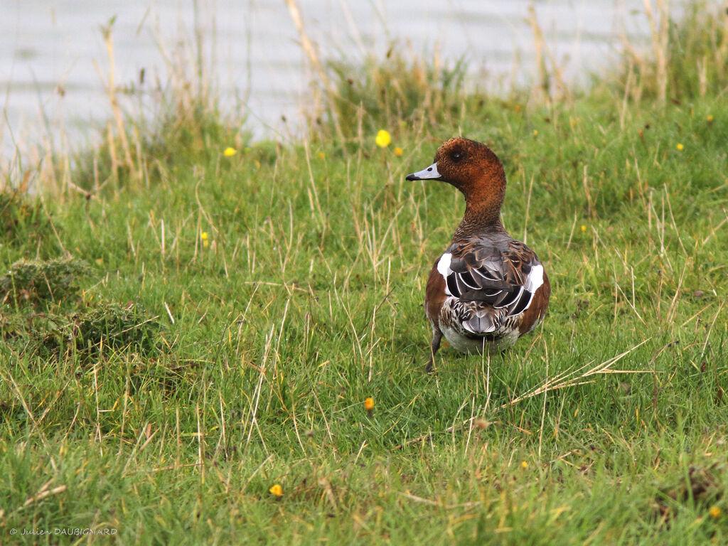 Eurasian Wigeon, identification