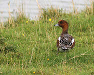 Canard siffleur