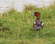 Eurasian Wigeon