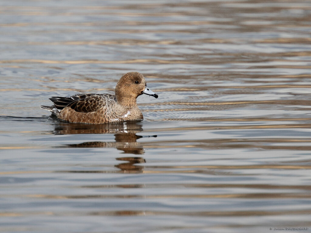 Canard siffleur femelle adulte, identification