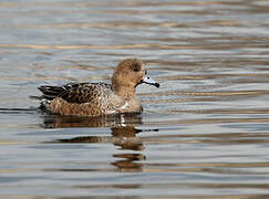 Eurasian Wigeon