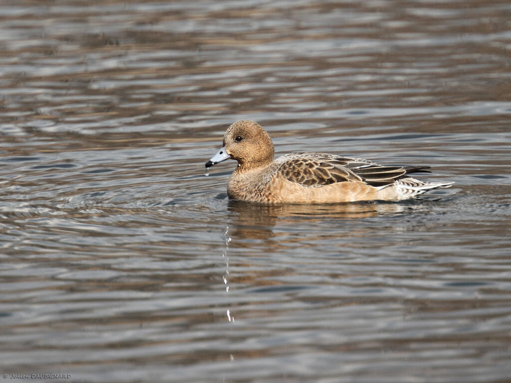 Canard siffleur femelle adulte, identification