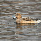 Canard siffleur