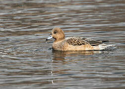 Eurasian Wigeon