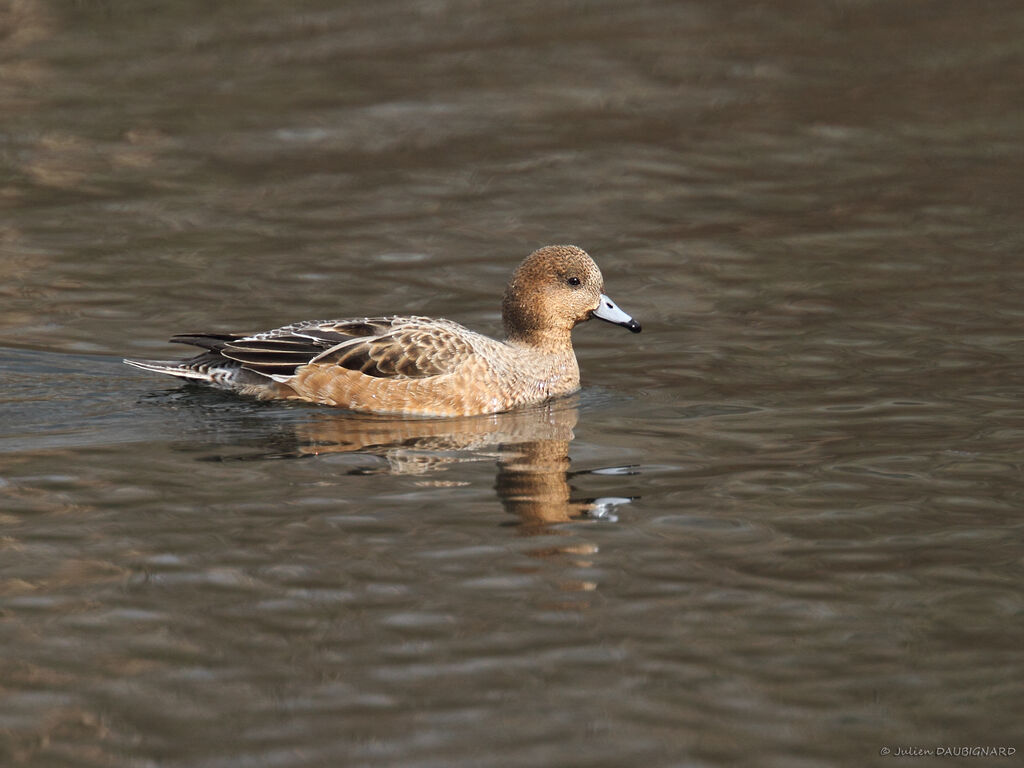 Canard siffleur femelle adulte, identification