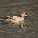 Canard siffleur