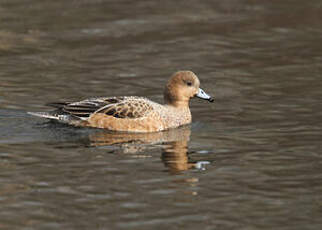 Canard siffleur