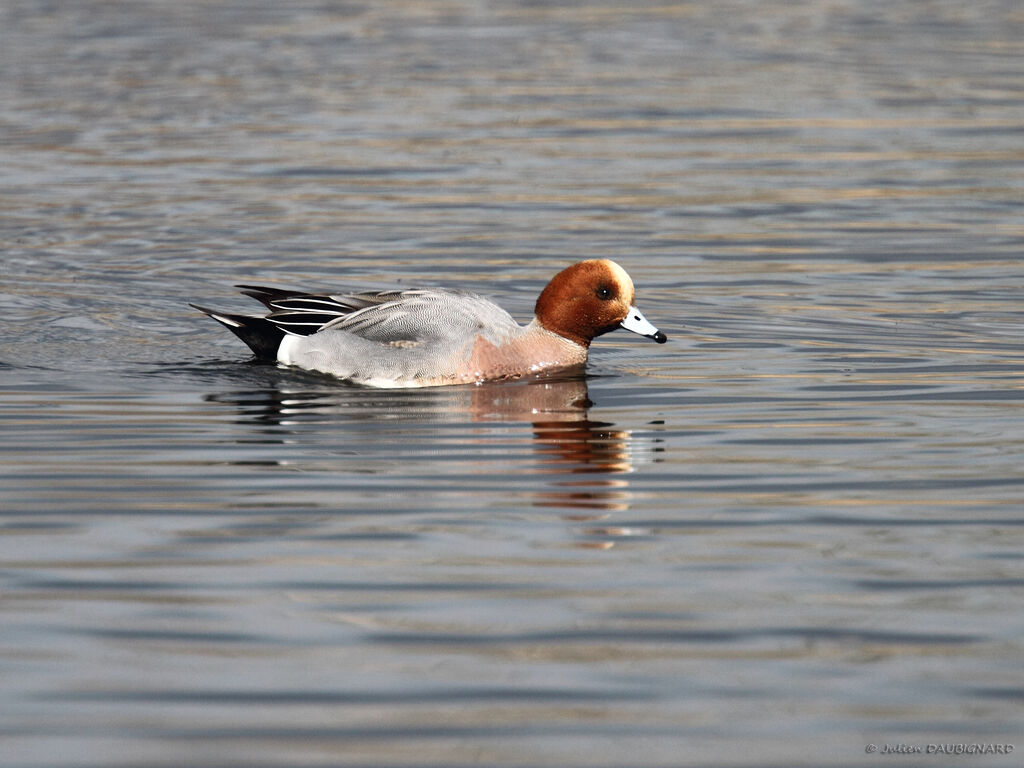 Canard siffleur mâle adulte, identification