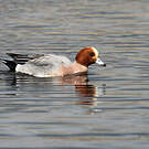Canard siffleur