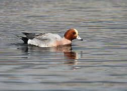 Eurasian Wigeon