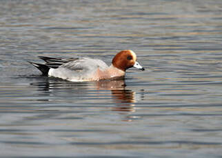 Canard siffleur